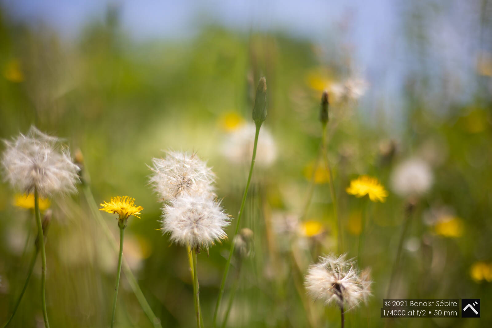 Hokkaido Flowers