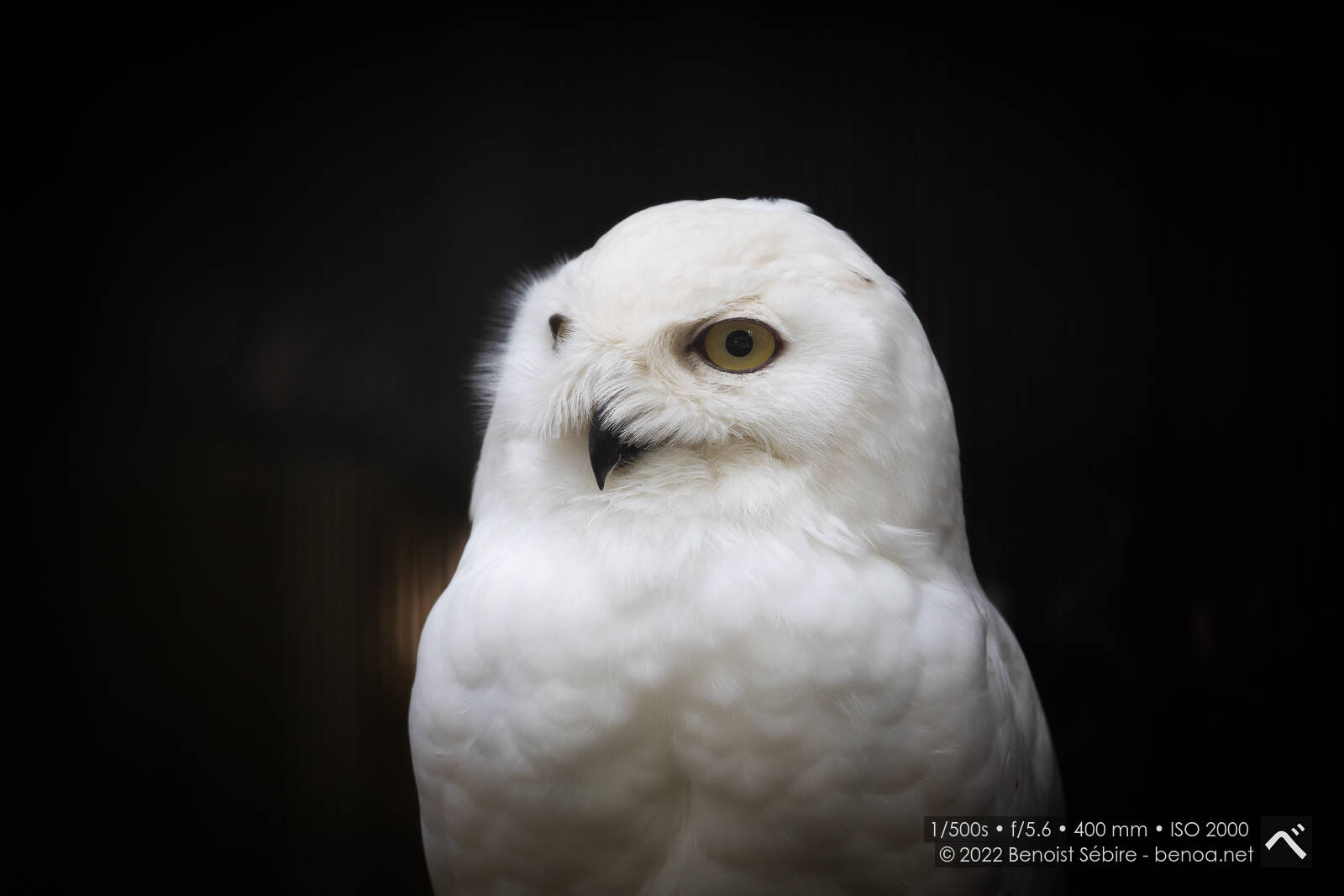 Snowy Owl