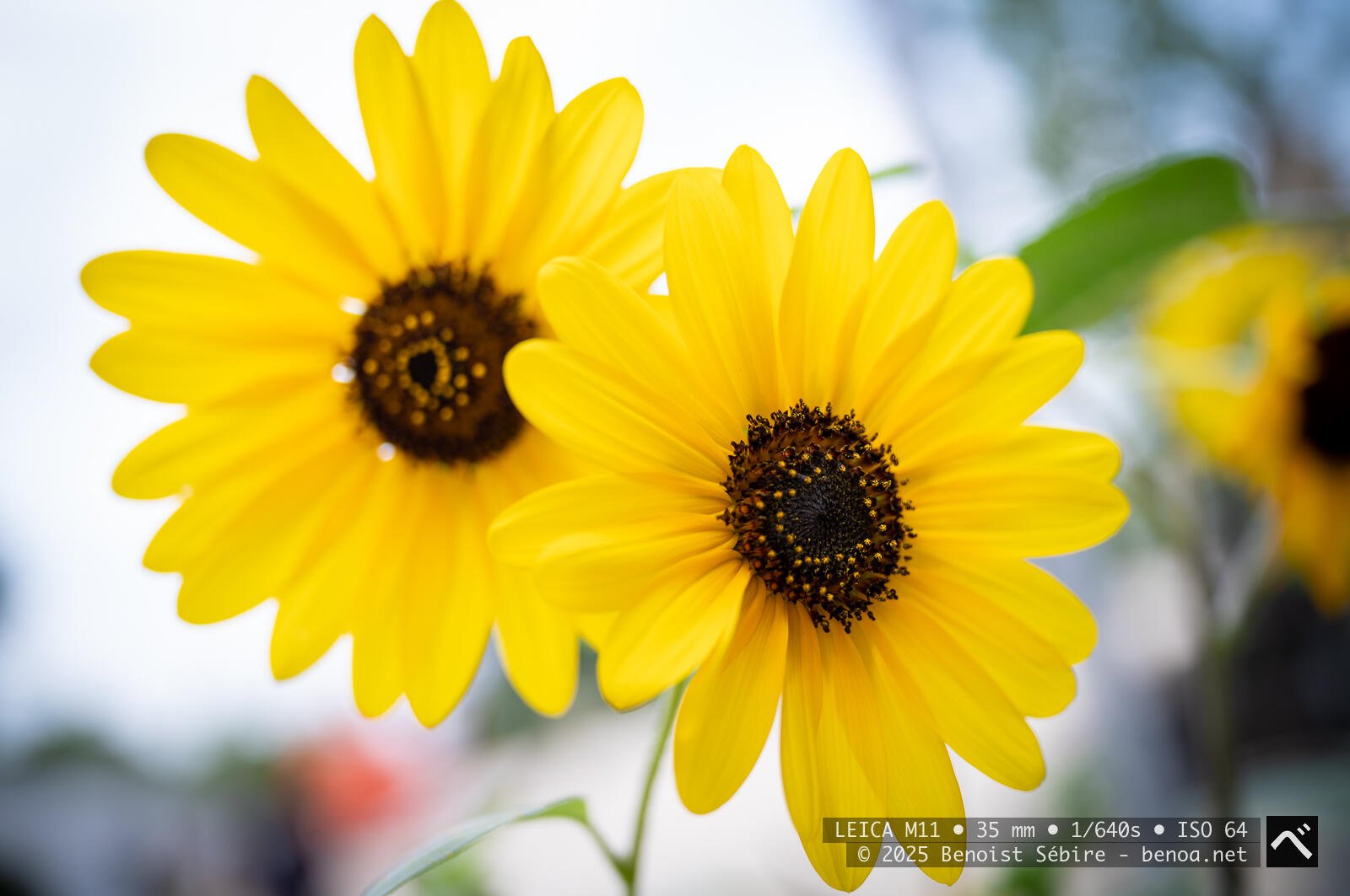Sunflowers